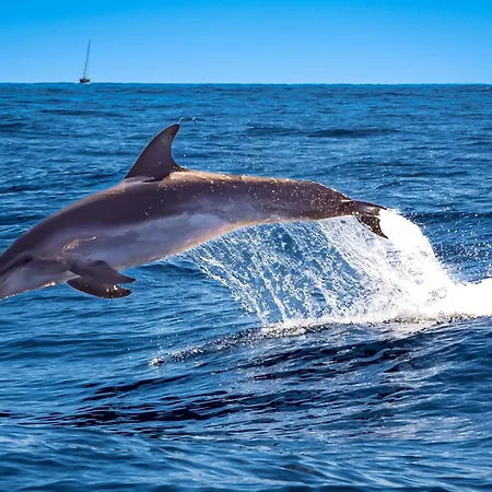 Amarilla Golf Penthouse By Vv Canary Ocean Homes San Miguel de Abona